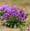 紫花地丁种子地被花卉花籽花种野花，种籽庭院室内阳台盆栽宿根四季