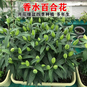 香水百合种球重瓣四季开花室内盆栽观花植物室外好养易活花苗花卉