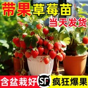 特大草莓苗秧盆栽带果四季结果冬季红颜，玄玉草莓苗室内阳台绿植物