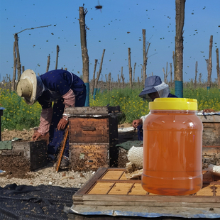 五斤装蜂蜜纯正天然土蜂蜜农家自产正宗野生山花百花蜜大桶装峰蜜