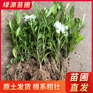 小叶栀子花苗清香雀舌桅子阳台庭院园林绿化植物花卉四季常绿苗木