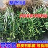 铁皮石斛苗枫斗苗盆栽驯化苗兰花苗石斛种苗室内绿植小盆栽植物