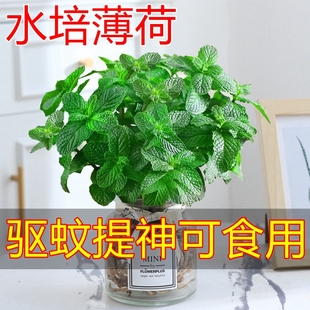 驱蚊可食用薄荷盆栽水培植物迷迭香室内阳台四季好养大盆绿植花卉