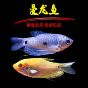 黄曼龙蓝曼龙曼龙鱼五彩丽丽珍珠马甲小型热带观赏鱼淡水好养耐养