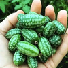 拇指西瓜种子大全西瓜，种籽春季秋迷你小盆栽，四季阳台水果蔬菜种孑