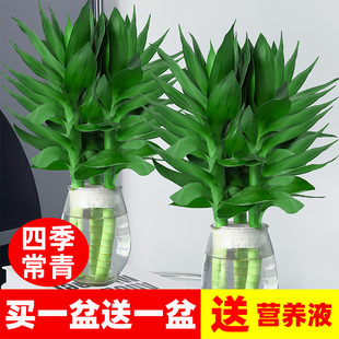 观音竹水培植物水养带根花卉绿植，绿萝室内盆栽转运竹子富贵竹花瓶