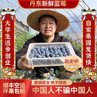 丹东新鲜大蓝莓鲜果孕妇应当季水果宝宝辅食盒装蓝梅整箱现摘