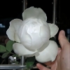 伊芙婚礼之路月季，多季开大花浓香花苗纯白色，玫瑰盆栽阳台观花植物