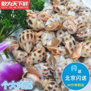 500g北京闪送花螺新鲜鲜活海鲜，水产东风螺海猪，南风螺海螺贝类