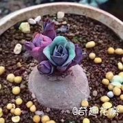 多肉植物块根断崖王子红花断崖女王龟甲龙火星人块根多肉盆栽绿植