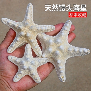 天然海螺贝壳海星干玩具，标本装饰摆件工艺品白色，家居饰品不能入水
