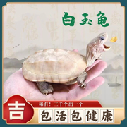 白玉龟小乌龟宠物龟观赏易饲料养外塘金线中华草龟活体白色乌龟