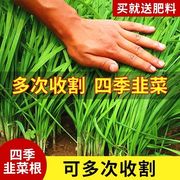 四季韭菜根苗细叶宽叶农家，土韭菜紫根香韭菜苗，庭院阳台栽种包成活(包成活)