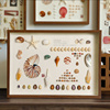 天然贝壳海螺标本，挂画手工艺品摆件相框diy制作家居创意装饰品画