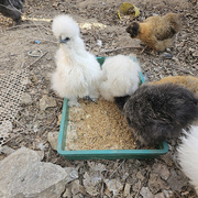 希尔宠物鸡活物玩具毛绒绒家禽可孵化受精种蛋观赏鸡小型幼鸡成年