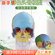 人体头颅骨着色模型彩色头骨性分离模型带颈椎上色区分22块区域