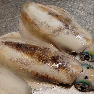 北海海鲜海捕软丝鱿鱼母鲜活冷冻满五斤起，偏远除外