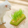 猫草育苗盘猫薄荷盆栽水培盒猫咪化毛球懒人猫草种子片小麦粒籽