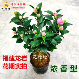 香妃茶花盆栽浓香型山茶花树苗室内庭院花卉好养大棵四季桂花