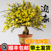 迎春花盆栽连翘老桩树苗阳台室内盆景，报春花耐寒耐冻四季花卉植物