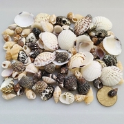 真贝壳 无染色 六七种小贝壳海螺组合 迷你天然贝壳手工diy装饰品