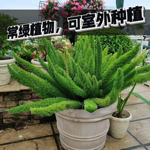 狐尾天门冬盆栽大苗花镜田园植物，造景点缀观叶植物