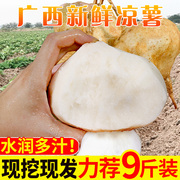 广西新鲜凉薯现挖白心地瓜10斤萝卜水果农家葛根土番薯山芋10