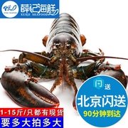 北京闪送鲜活波士顿大龙虾龙虾，鲜活大波龙，活虾海鲜1-10斤可选