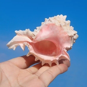 天然红骨寄居蟹壳鱼缸造景海螺贝壳珊瑚蟹壳寄居替换超大海螺贝壳