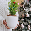 北欧简约白色陶瓷花盆圣诞树，小香松创意个性，装饰桌面盆栽套盆水培