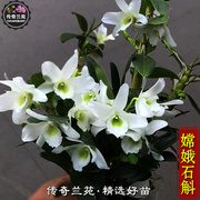 嫦娥石斛春石斛绿心白花，口袋情人石斛花期长，室内盆栽花卉绿植