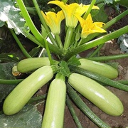 西葫芦种子 占瓜 花草瓜水果蔬菜籽 阳台种菜 高产抗病蔬菜种子