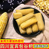 苞谷粑四川手工制作玉米粑粑，宜宾特色小吃，包谷粑早餐粑粑新鲜制作
