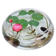 水仙花盆玻璃透明水培圆形花瓶铜钱，草碗莲花盆鱼缸圆形，金鱼缸(金鱼缸)
