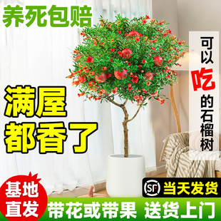 石榴花盆栽绿植大型室内客厅，植物吸甲醛，落地摆件四季好养花卉带果