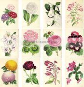 复古欧美花园杂志流行园林植物花卉插画装饰海报图片手账设计素材