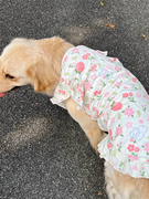 宠物狗狗背心夏季薄款金毛，拉布拉多萨摩耶边牧中型大型犬可爱衣服