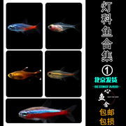 红绿灯鱼宝莲灯鱼小型热带鱼玻璃灯科鱼合集活群游鱼钻石灯红灯管
