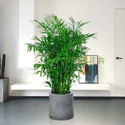 夏威夷椰子竹子乔迁办公室，大型盆栽室内绿植客厅，植物花卉大发财树