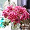 日本故事日本超大花，玫瑰苗盆栽，切花月季