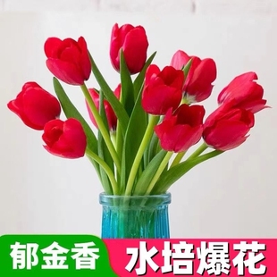 水培郁金香大种球水仙花，种子花卉盆栽绿植物，室内鲜花好养百合种球