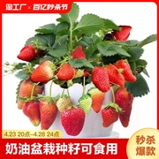 新草莓(新草莓)苗盆栽，带土种籽子红颜四季结果，阳台种植新苗秧种孑多年生