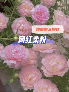 网红柔粉泰国进口重瓣太阳花对版标色带花苞夏天耐热盆栽庭院