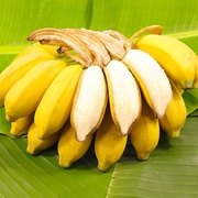 2023现摘广西小米蕉当季新鲜水果整箱自然熟banana苹果蕉香蕉粉蕉