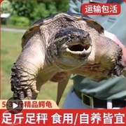 鳄鱼龟鳄龟活物大鳄龟食用鳄龟人工养殖可以吃的鳄龟特大北美鳄龟