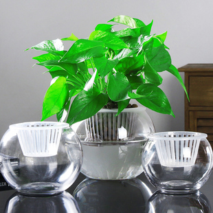 创意水培植物玻璃花瓶，透明水养绿萝花盆容器，插花瓶圆球形鱼缸器皿