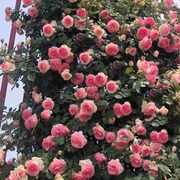 玫瑰花苗带花苞浓香瑞典女王月季庭院阳台爬藤朱砂碗四季蔷薇盆栽