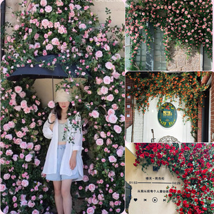 仿真玫瑰花网红花墙瀑布墙壁，假花空调管道装饰花，藤条遮挡门头藤蔓