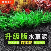 鱼缸里的活水草种子植物造景水培，植物和鱼共养水草迷你淡水牛毛