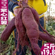 紫薯新鲜现挖5斤农家自种当季紫心山芋番薯红薯，非10斤地瓜紫红薯